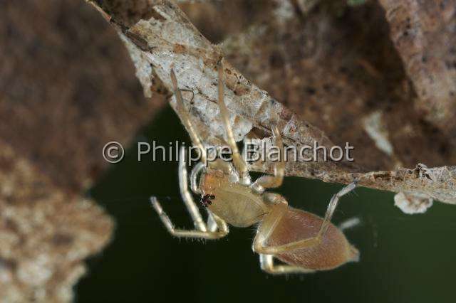 Clubionidae_3865.JPG - France, Araneae, Clubionidae, Araignée, Clubionide (Clubiona sp), Sac-spider